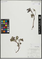 Foto von Salix alpina Scop.